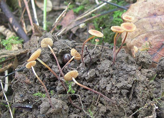Conocybe horakii      Watling & G.M. Taylor